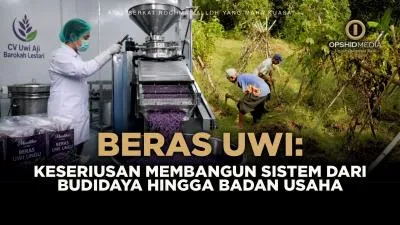 Beras Uwi: Keseriusan Membangun Sistem dari Budidaya hingga Badan Usaha