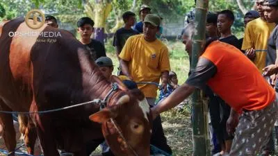 Partisipasi Penyaluran Hewan Qurban di Shiddiqiyyah Meningkat Setiap Tahun